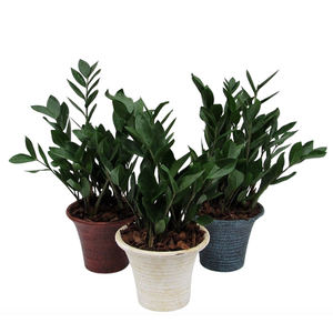 Zamioculcas in hosta small mix met schors