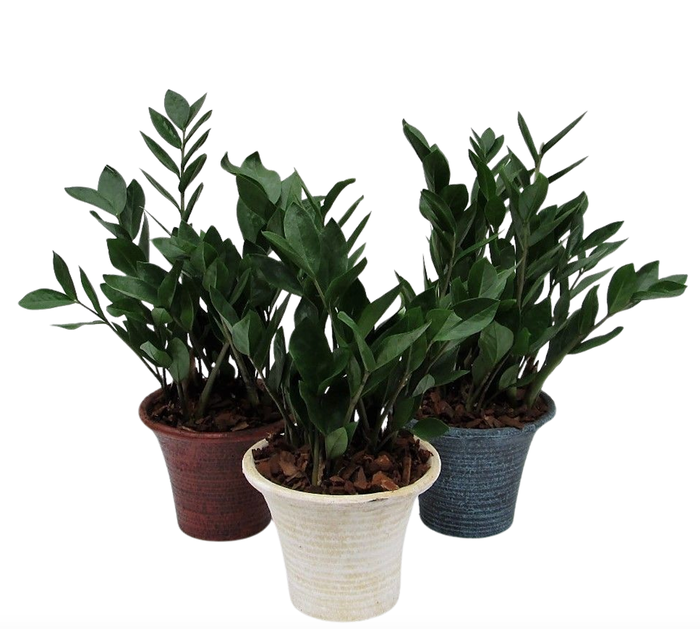 <h4>Zamioculcas in hosta small mix met schors</h4>