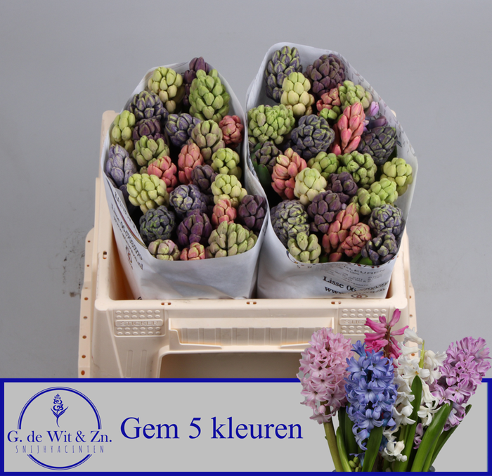 <h4>HYAC GEM 5 KLEUREN</h4>