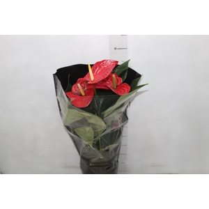 ANTHURIUM MICHIGAN P17 PREMIUM