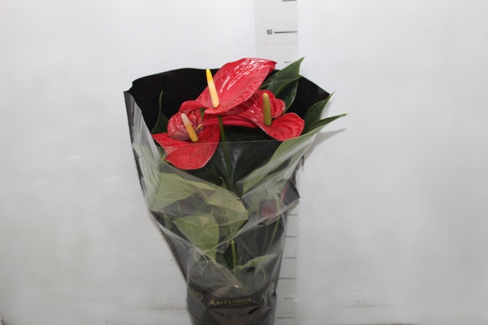<h4>ANTHURIUM MICHIGAN P17 PREMIUM</h4>