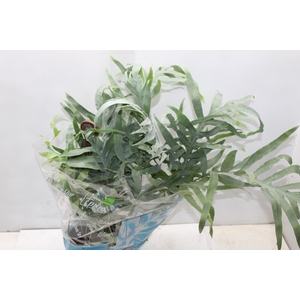 PHLEBODIUM BLUE STAR C21