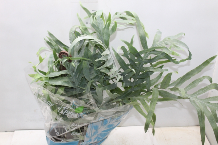 <h4>PHLEBODIUM BLUE STAR C21</h4>
