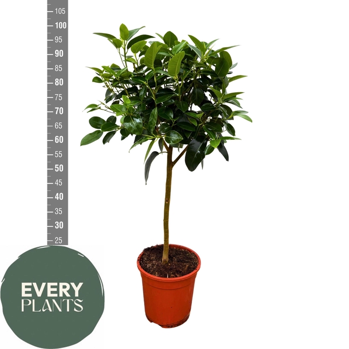 <h4>FICUS RUB AUSTRALIS</h4>