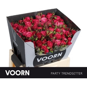 R Tr Party Trendsetter Voorn