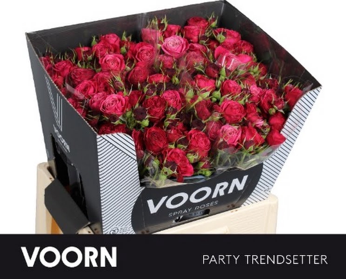 <h4>R Tr Party Trendsetter Voorn</h4>