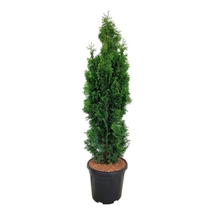 Thuja occ. 'Degroot's Spire'