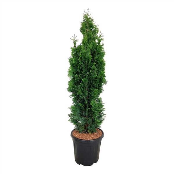 <h4>Thuja occ. 'Degroot's Spire'</h4>