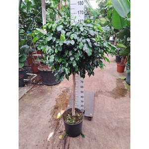 Ficus Danielle rechte stam 160