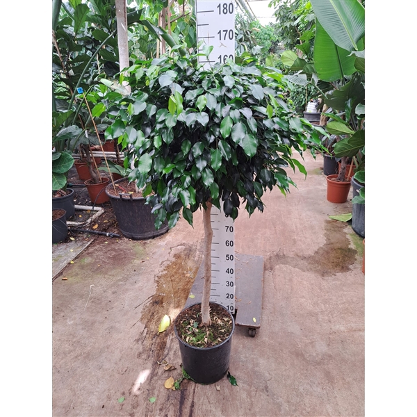 <h4>Ficus Danielle rechte stam 160</h4>