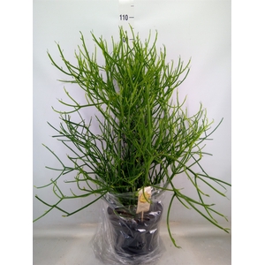 Euphorbia tirucalli