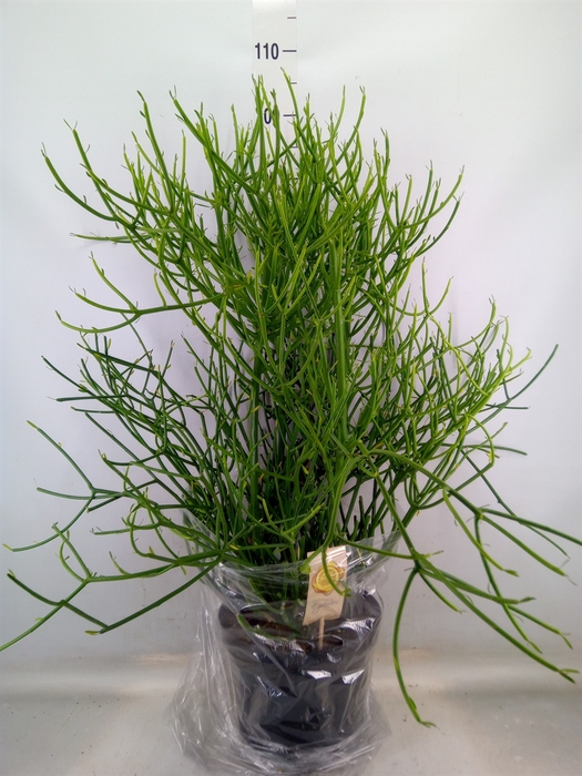 <h4>Euphorbia tirucalli</h4>