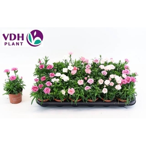 !! PROMO !! DIANTHUS OSCAR MIX P9