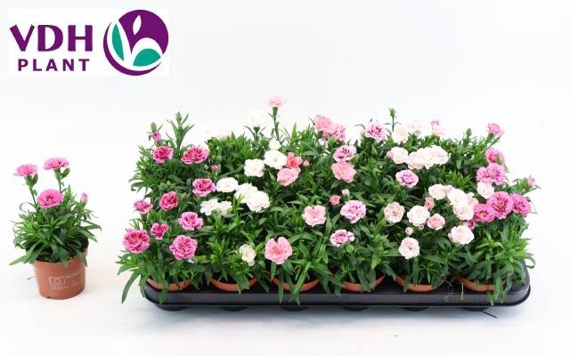 !! PROMO !! DIANTHUS OSCAR MIX P9