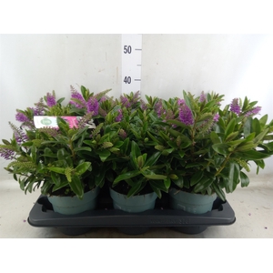 Hebe  'Hebedonna Emma'