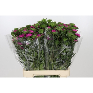 Callistephus Hot Pink