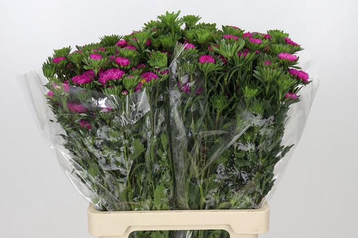 <h4>Callistephus Hot Pink</h4>