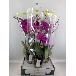 Phalaenopsis   ...lilac