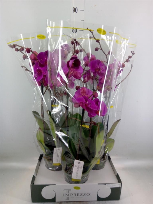<h4>Phalaenopsis   ...lilac</h4>