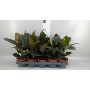 Ficus elastica 'Robusta'