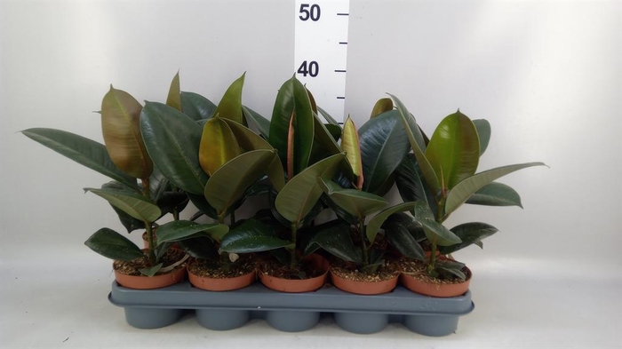 <h4>Ficus elastica 'Robusta'</h4>