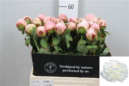 <h4>Paeonia Carl G. Klehm</h4>