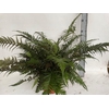 arr8 Athyrium Ov