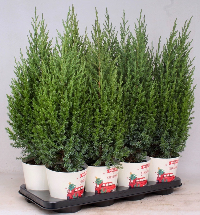 Jun Chin Stricta Smartcup Christmas