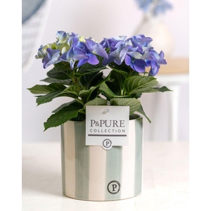 Hydrangea blue in P&PURE Eline 2 ceramics green