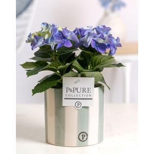 Hydrangea blue in P&PURE Eline ceramics green