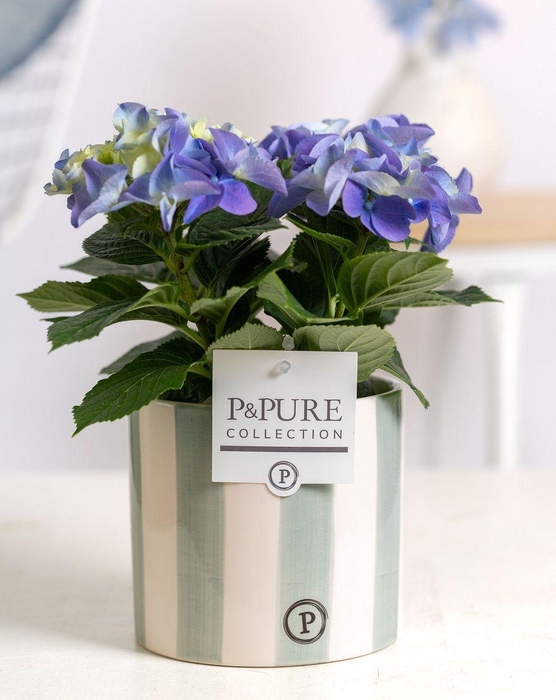 <h4>Hydrangea blue in P&PURE Eline 2 ceramics green</h4>