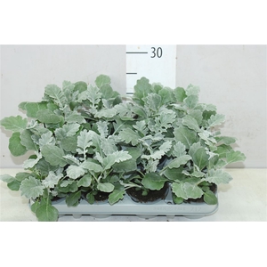 Senecio Cineraria