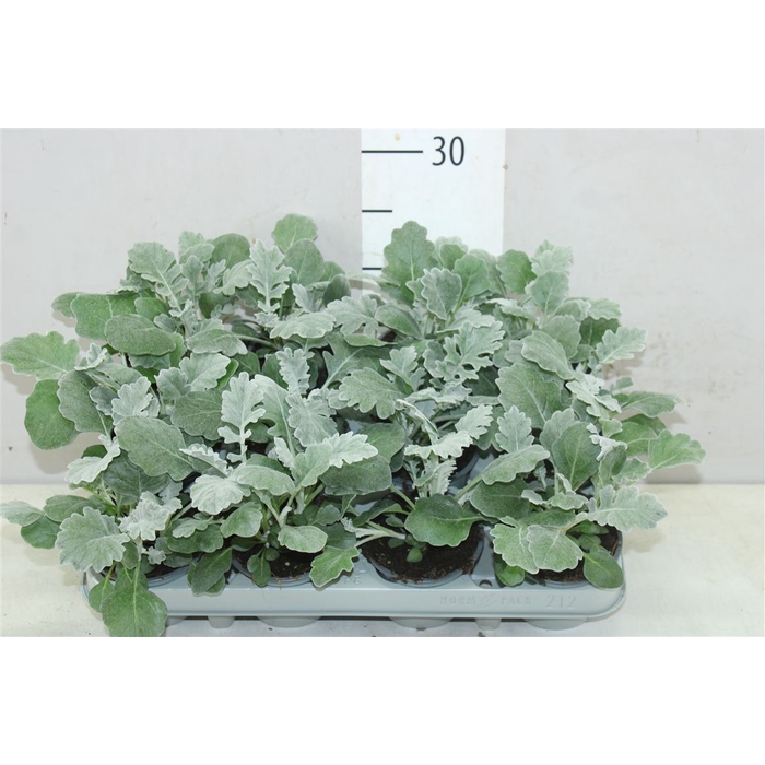 <h4>Senecio Cineraria</h4>