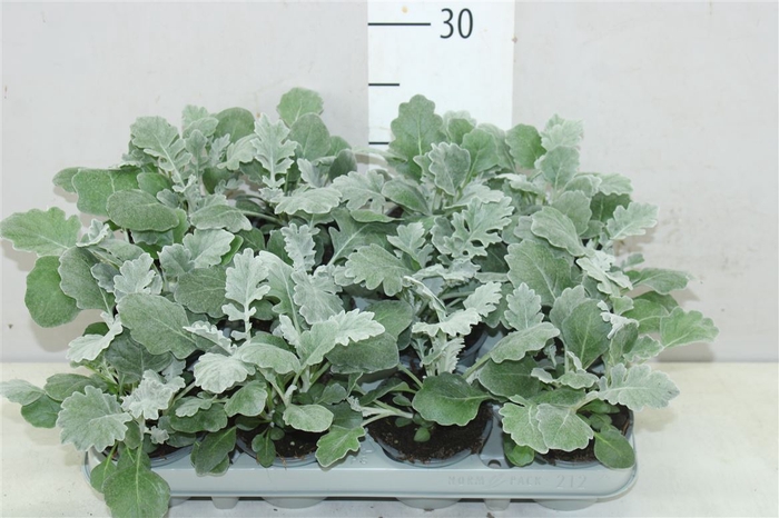 Senecio Cineraria