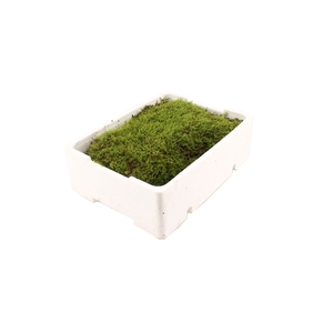 Mos Platmos Extra (houten Kist)