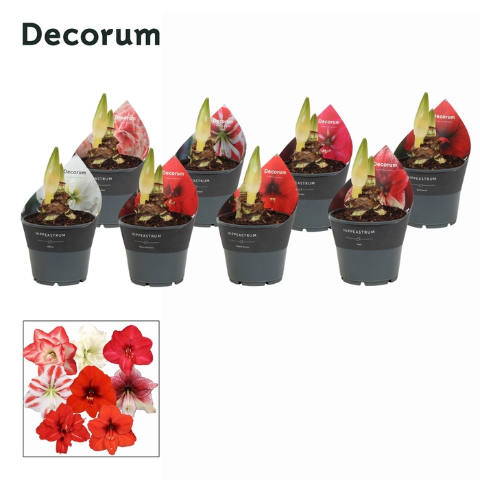 <h4>Amaryllis Exclusieve Mix 2 Knop (Decorum)</h4>