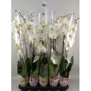 Phalaenopsis   ...white