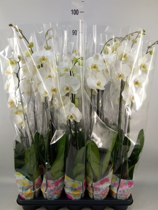 <h4>Phalaenopsis   ...white</h4>