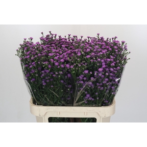 Aster Baby Pink
