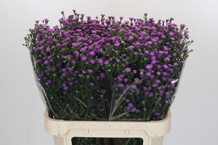 <h4>Aster Baby Pink</h4>