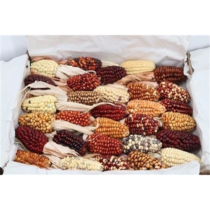 ZEA MAYS