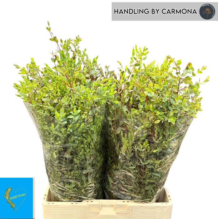 <h4>EUC PARVIFOLIA P BS</h4>