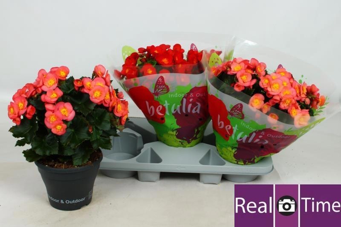 <h4>BEG HL BELOVE GEM</h4>