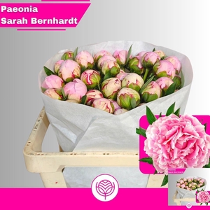 PAEO L SARA BERNHARD