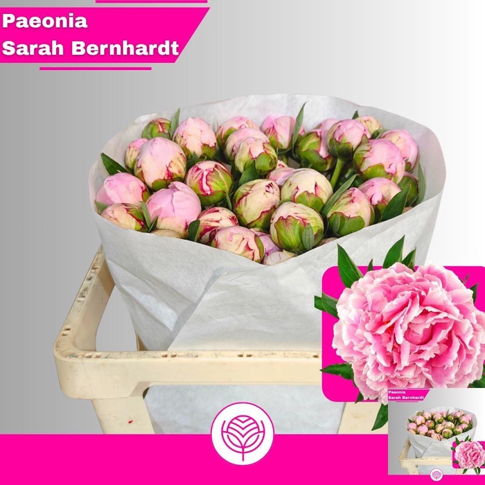 <h4>PAEO L SARA BERNHARD</h4>