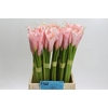 Zantedeschia Eydolls Pink