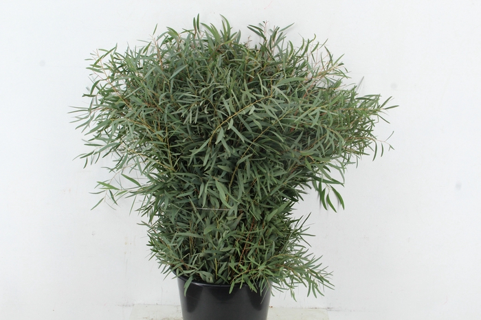 <h4>EUC NICHOLII 300GR</h4>