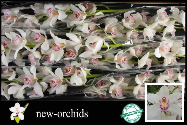 <h4>CYMB T SILVER</h4>