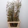 Rosa Corallo Orange Red