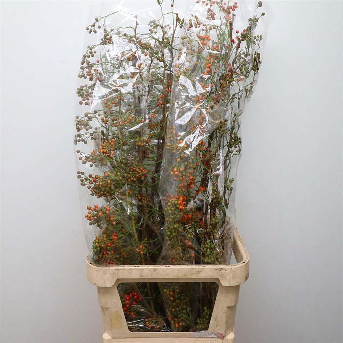 <h4>Rosa Corallo Orange Red</h4>
